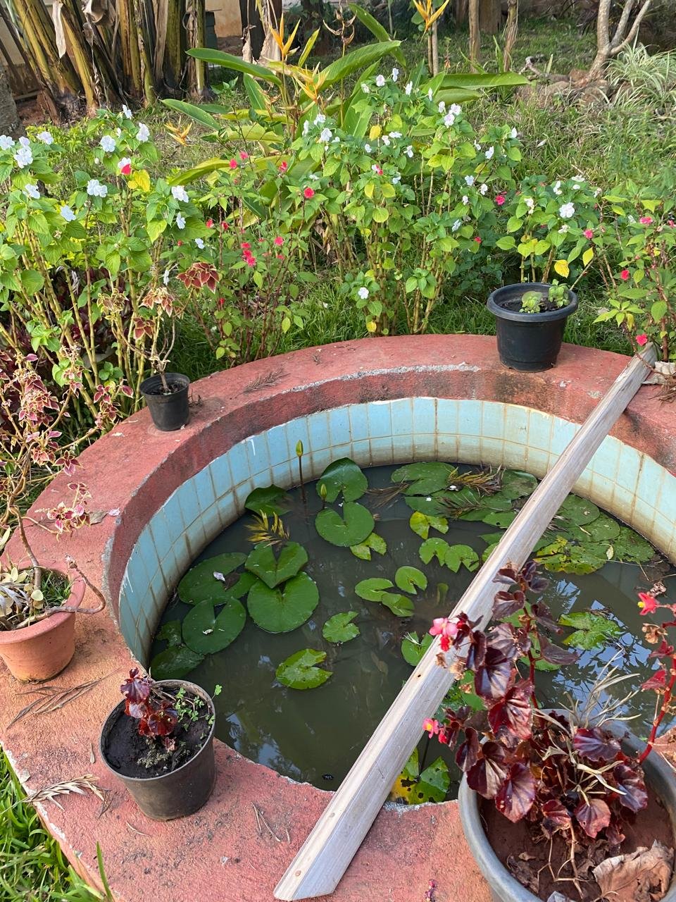 Lotus Pond Garden Yelagiri
